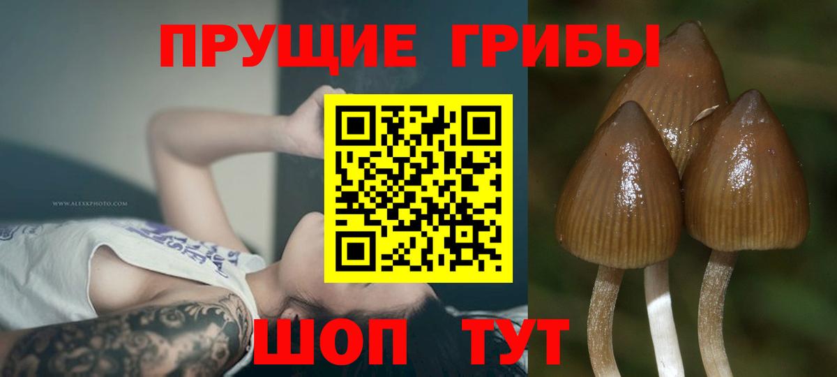 Псилоцибиновые грибы Psilocybine cubensis Дмитров